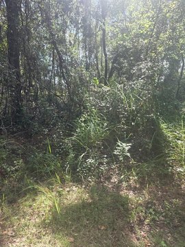 Land, BELLEVIEW, FL