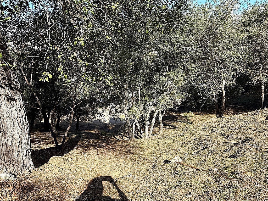 Picture 16