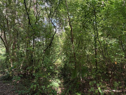 Land, BELLEVIEW, FL