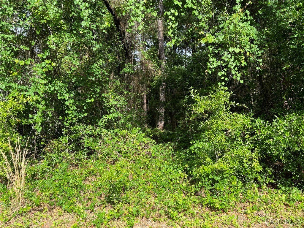 Citrus Springs Oversized Wooded Lot