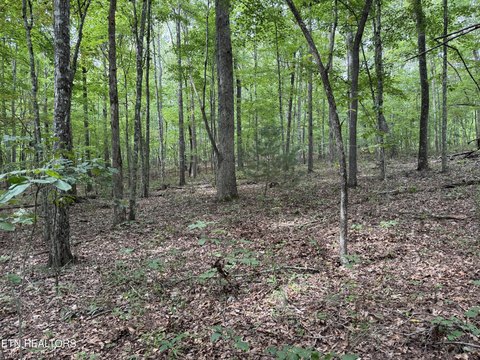 Lots & Acreage, Jamestown, TN