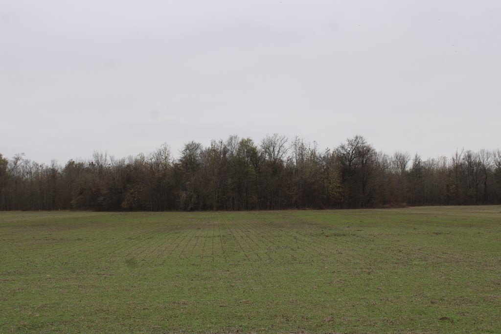 Picture 31