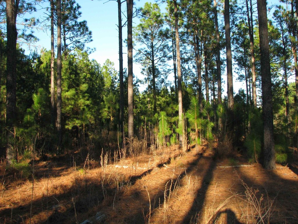 Picture 4