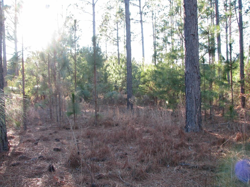 Picture 3