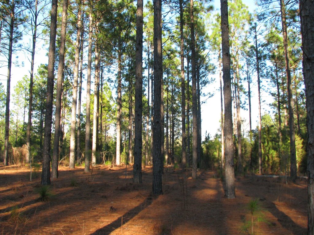 Picture 8