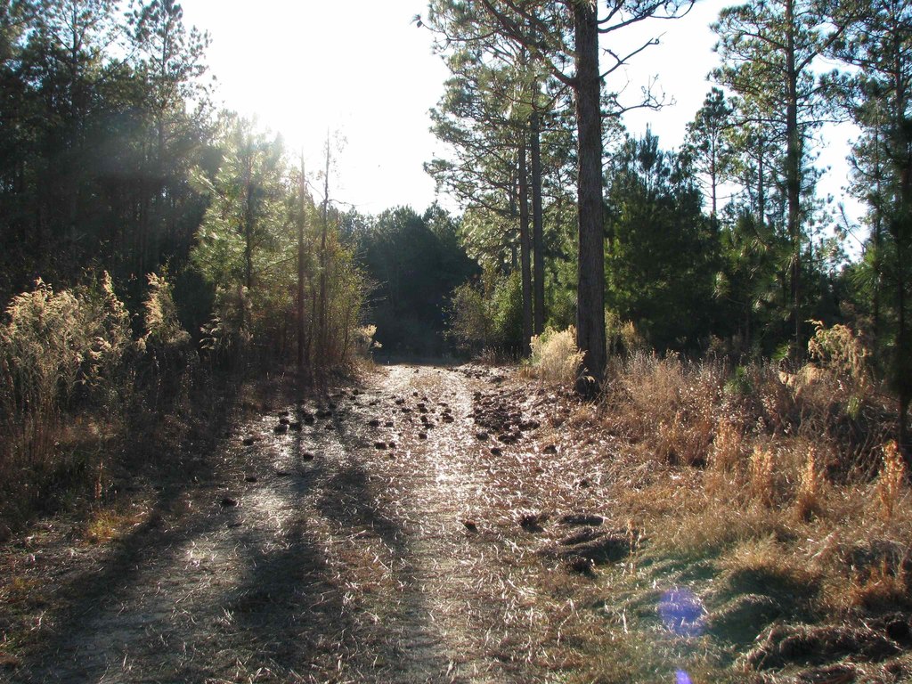 Picture 7