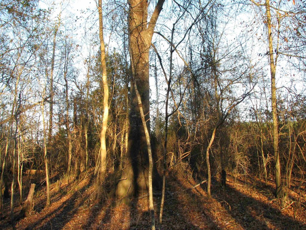 Picture 28