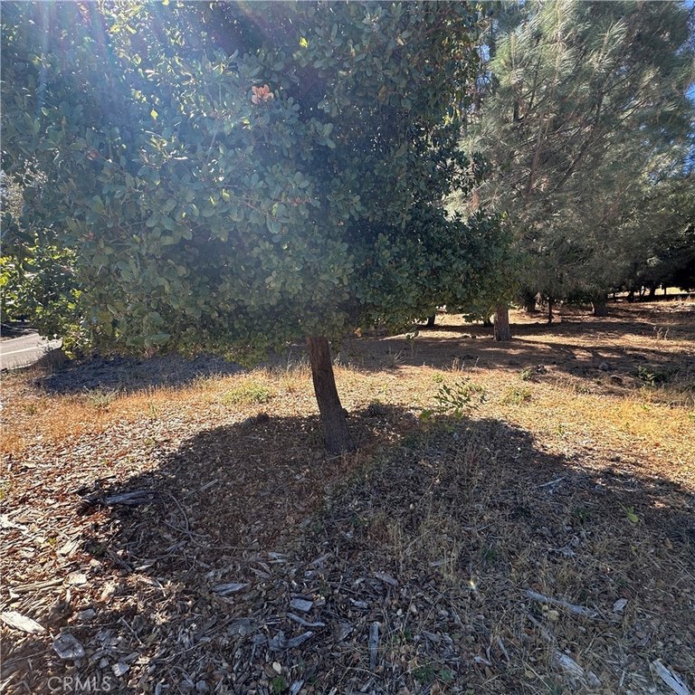 Picture 12