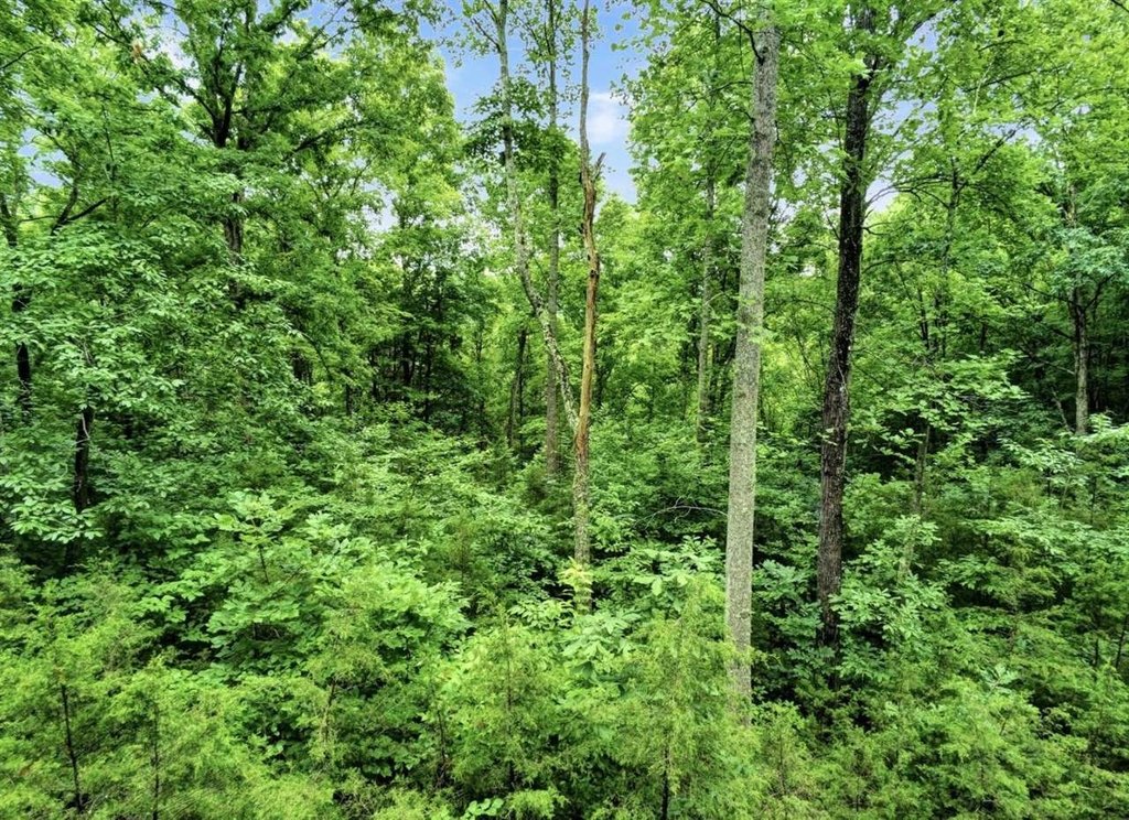 Picture 8