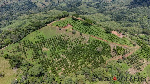Producing Orange Orchard Farm