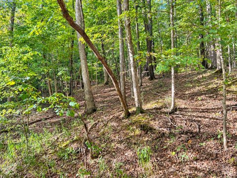 Wooded Hunting Land