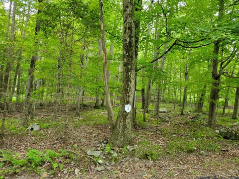 Pocono Lake Wooded Building Lot