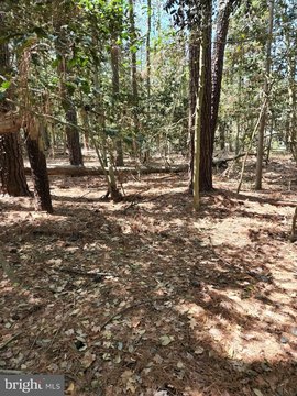 Wooded Land Near St. Michaels