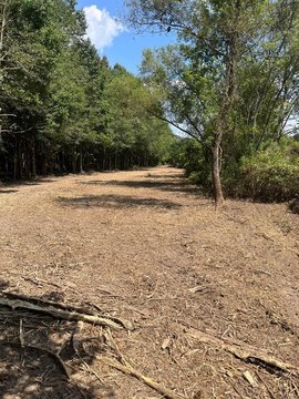 Undeveloped Land Near National Forest