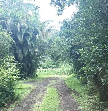 Land, Pahoa, HI