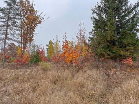 VACANT LAND, Coleman, MI