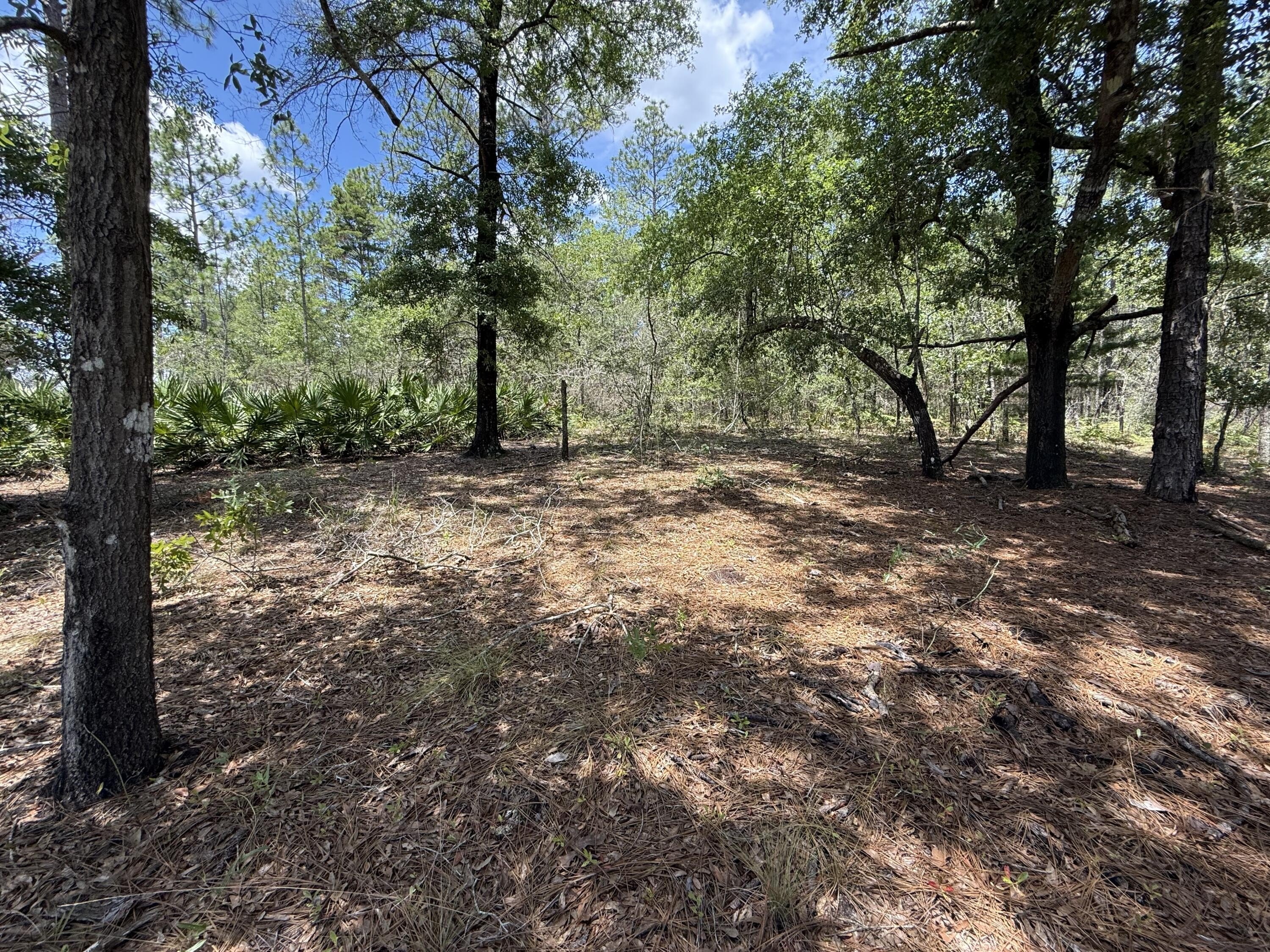 Wooded Land in Oakwood Hills
