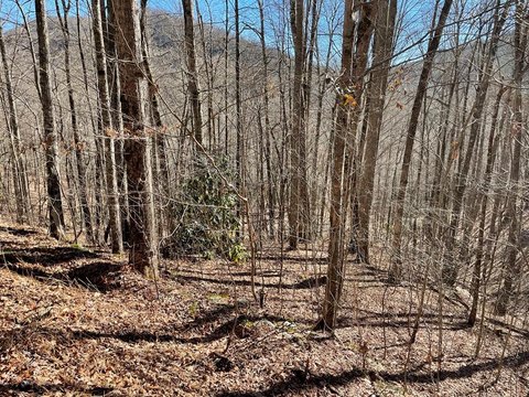 Whittier, NC Land Opportunity