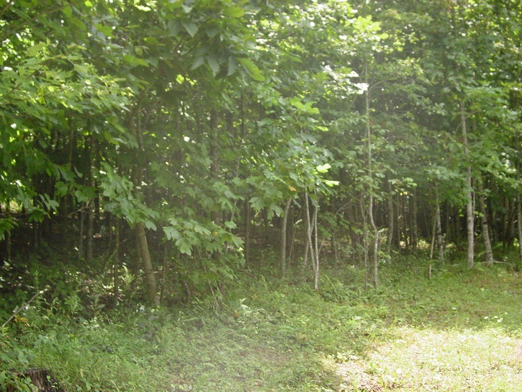 Picture 4