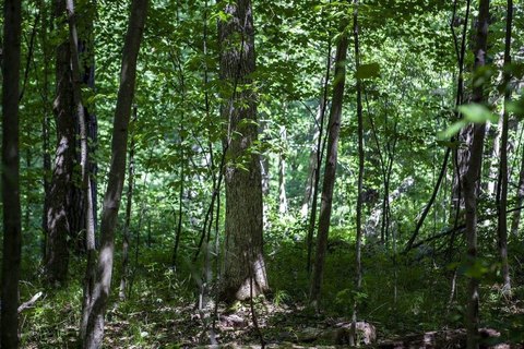 Wooded Hunting Land with Pond