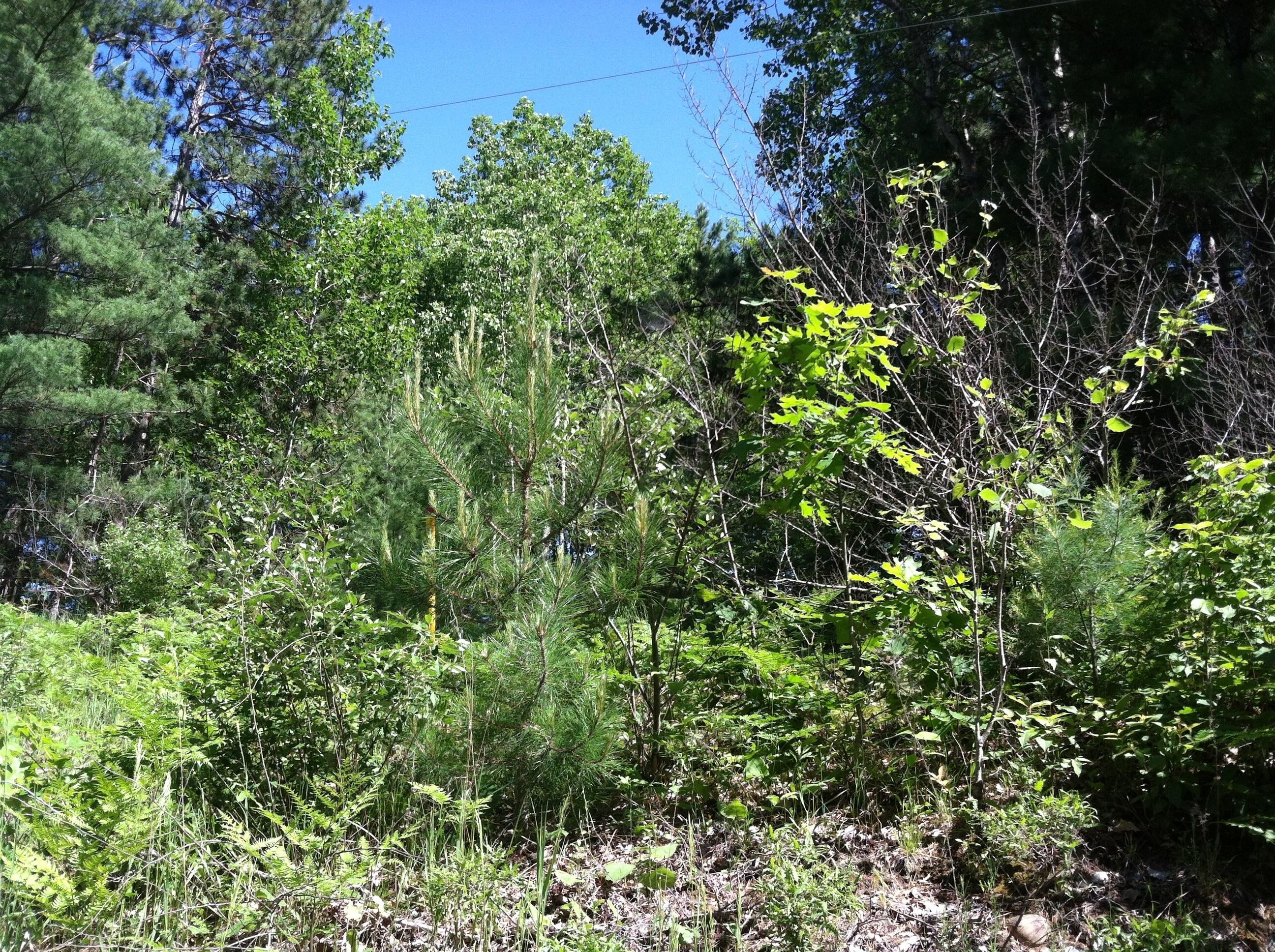 Land with Wooded Rolling Terrain