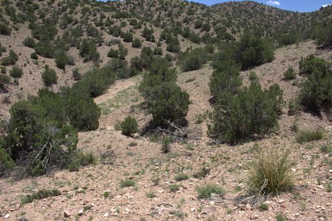 LAND - Placitas, NM