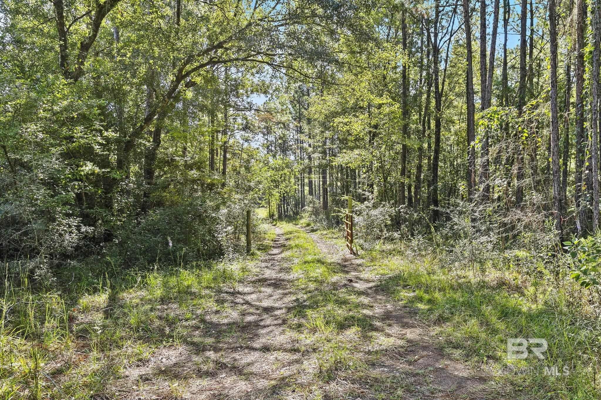 Wooded Land with Reedy Branch