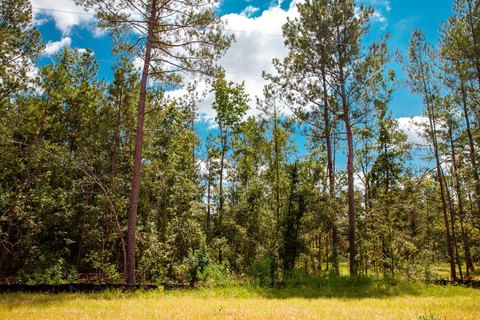 Residential Land in Sumter Woods