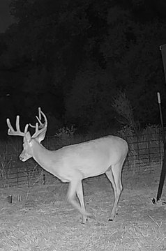 Fenced Hunting Land