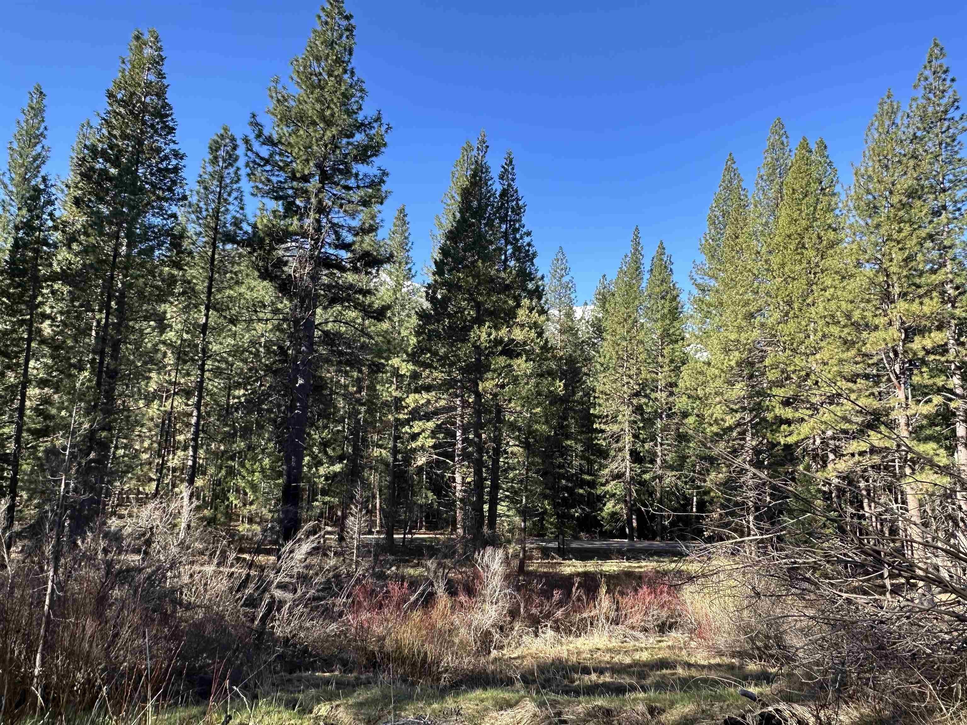 Forested Land Near Genesee Valley