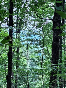 LAND - Ellijay, GA