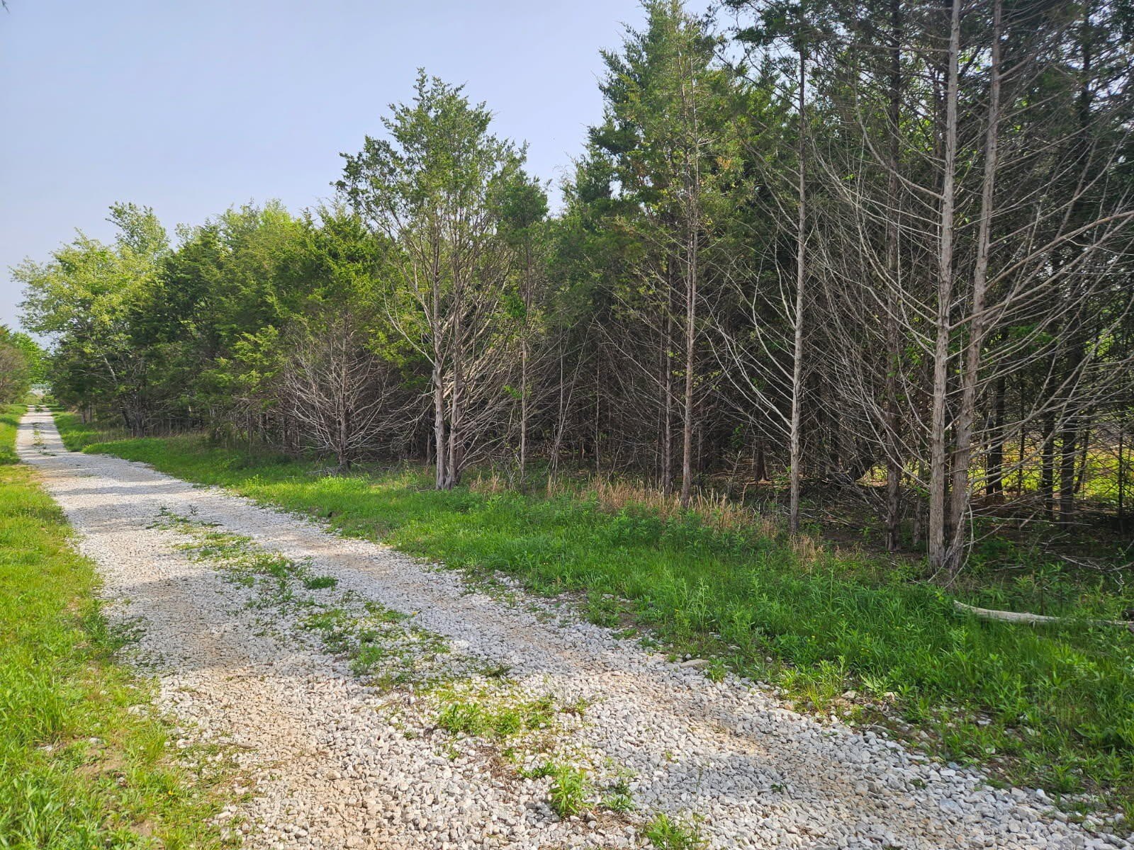 Rogersville Land in Wooded Setting