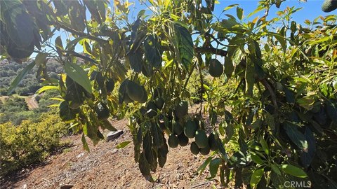Producing Avocado Farm with Creek