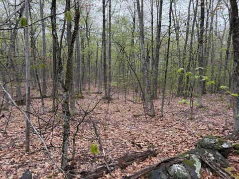 Wooded Residential Land Lot