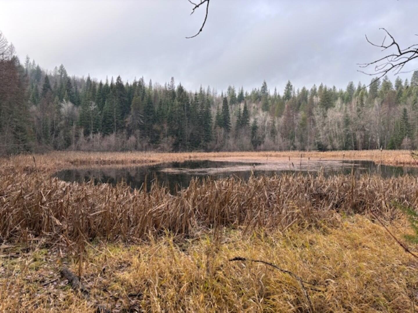 Secluded Acreage with Pond and Views