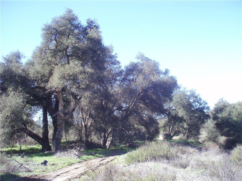 Picture 8