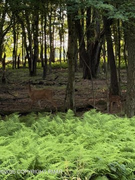 Land in Albrightsville, PA