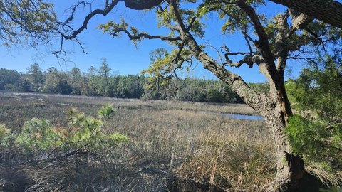 Johns Island Land Parcel