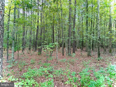 Wooded Hunting Land