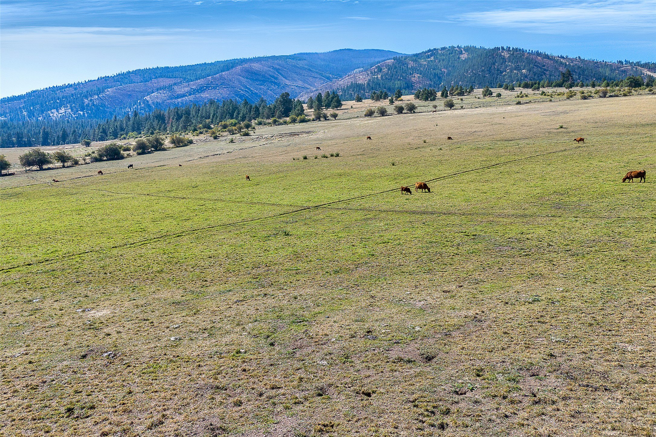Montana Land with Pastureland and Pines