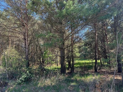 Half-Acre Wooded Lot Near Lakes