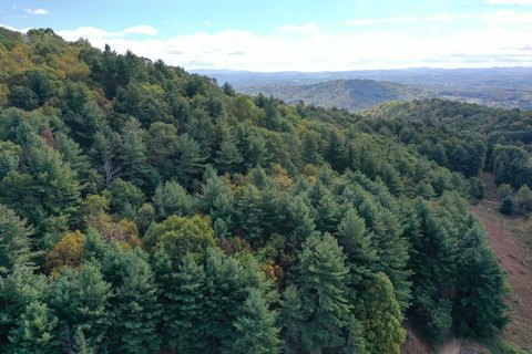Land on Briar Patch Mountain