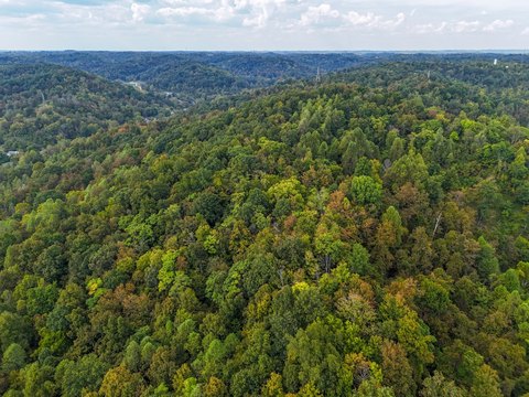Timbered Hunting Land Tract