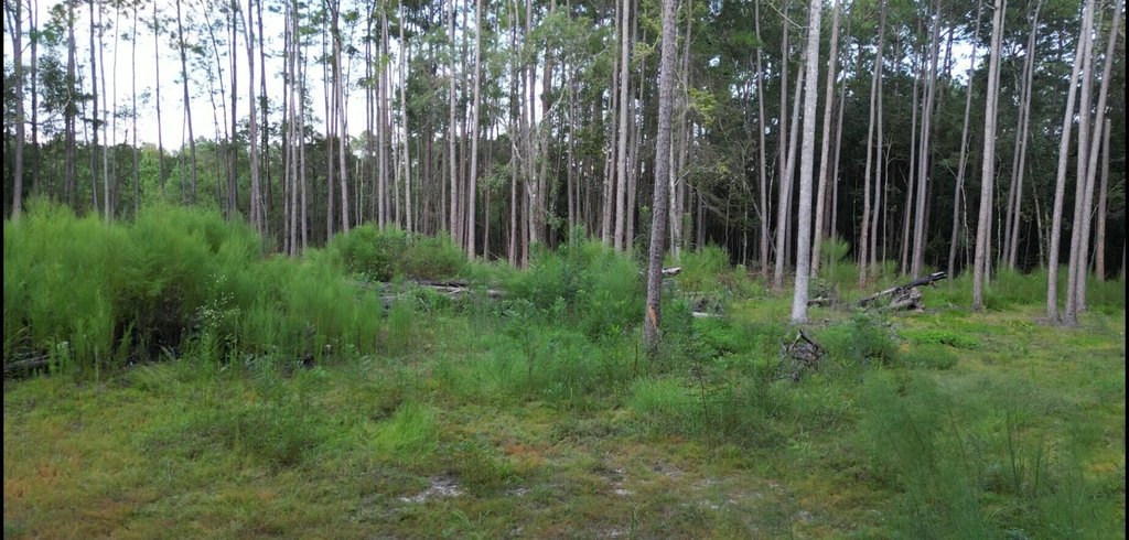 Picture 5