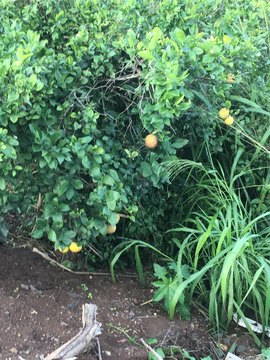 Turn-Key Waipahu Income-Producing Farm