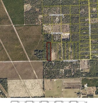 Undeveloped Wooded Acres Near Ichetucknee