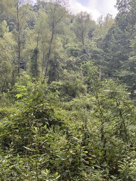 Land, ARTIE, WV