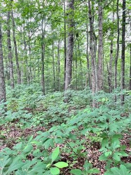 Wooded Land in Wilder, Tennessee