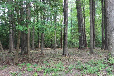 LAND - GREENBACKVILLE, VA
