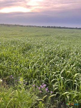 10 Acres in Copperas Cove